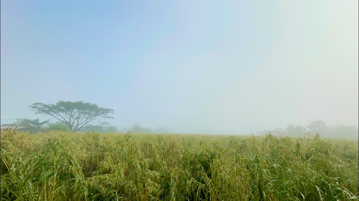 Adlai farm landscape 3